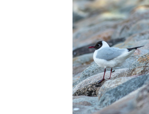 Nature_St3 (289).png