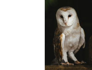 Nature_St3 (291).png