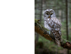 Nature_St3 (292).png