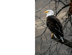 Nature_St3 (300).png