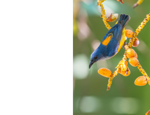 Nature_St3 (302).png