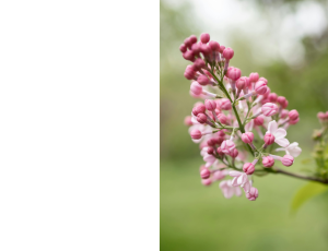 Nature_St3 (307).png