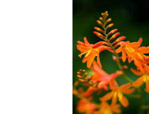 Nature_St3 (311).png