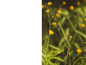 Nature_St3 (319).png