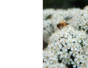 Nature_St3 (324).png