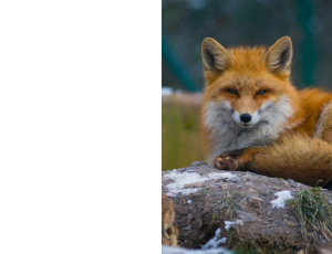 Nature_St3 (327).png