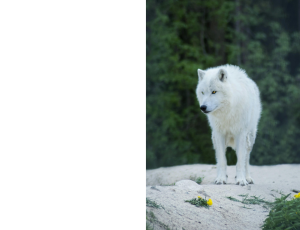 Nature_St3 (331).png