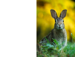 Nature_St3 (334).png