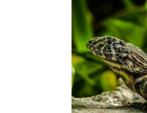 Nature_St3 (335).png