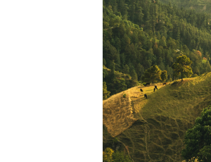 Nature_St3 (339).png