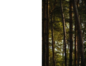 Nature_St3 (342).png