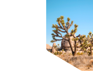 Nature_St1 (21).png