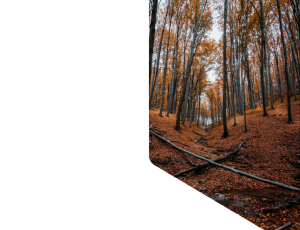 Nature_St1 (79).png