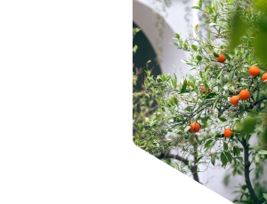 Nature_St1 (196).png