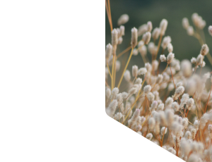 Nature_St1 (201).png