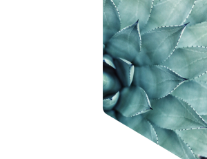 Nature_St1 (206).png