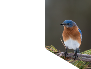 Nature_St1 (209).png