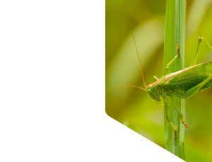 Nature_St1 (216).png