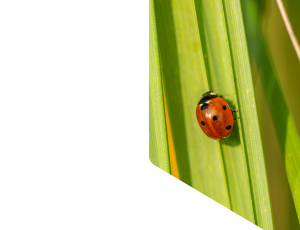 Nature_St1 (217).png