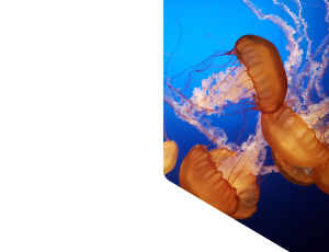 Nature_St1 (221).png