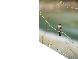 Nature_St1 (224).png