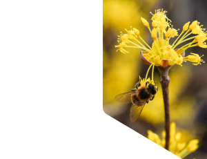 Nature_St1 (228).png