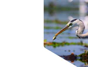 Nature_St1 (236).png