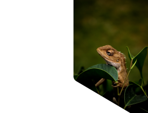 Nature_St1 (246).png