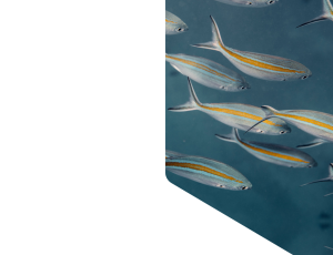 Nature_St1 (252).png