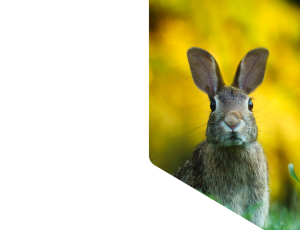 Nature_St1 (254).png