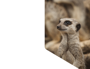 Nature_St1 (255).png