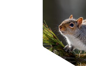 Nature_St1 (259).png