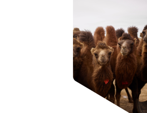 Nature_St1 (262).png