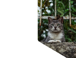 Nature_St1 (265).png