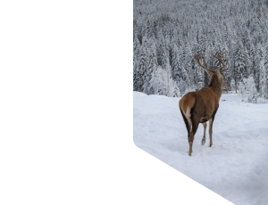 Nature_St1 (271).png