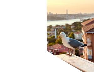 Nature_St1 (288).png