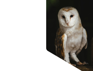 Nature_St1 (291).png
