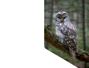 Nature_St1 (292).png