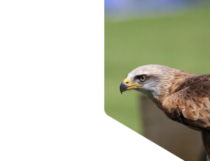 Nature_St1 (299).png