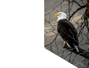 Nature_St1 (300).png