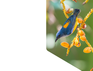 Nature_St1 (302).png