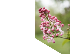 Nature_St1 (307).png