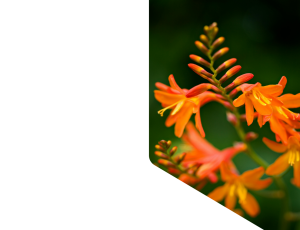 Nature_St1 (311).png