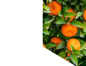 Nature_St1 (314).png