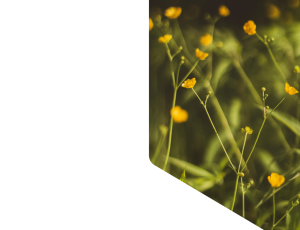 Nature_St1 (319).png