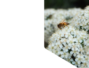 Nature_St1 (324).png