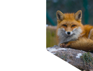 Nature_St1 (327).png