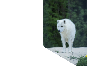Nature_St1 (331).png