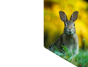 Nature_St1 (334).png