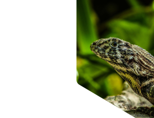 Nature_St1 (335).png